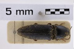 Foto (Dorsalansicht) von Melanotus brunnicornis (NHMW-ZOO-COL-0007797)